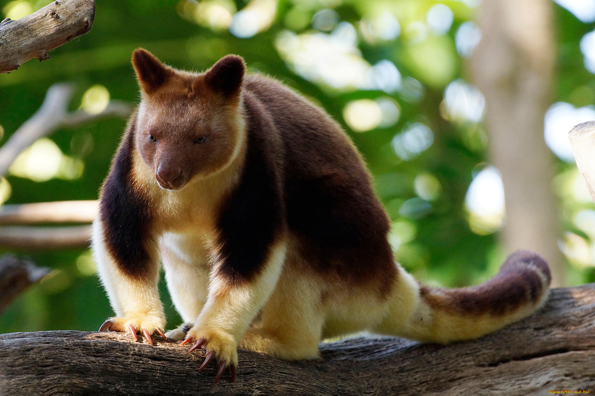 Австралийское животное меняющее внешний вид. Древесный кенгуру валлаби. Древесный кенгуру Гудфеллоу. Сумчатый древесный кенгуру. Медвежий древесный валлаби.